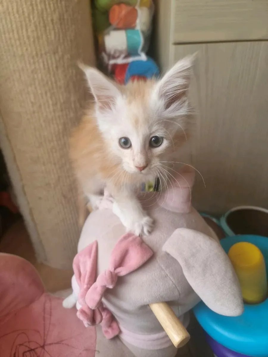 Beautiful Maine Coon kittens for sale 😍 - Image 2