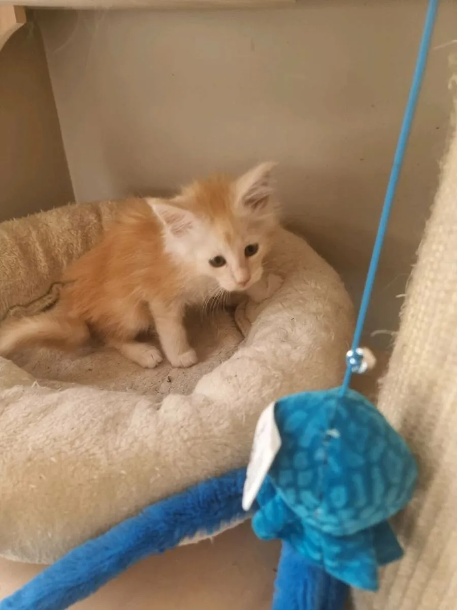 Beautiful Maine Coon kittens for sale 😍 - Image 3
