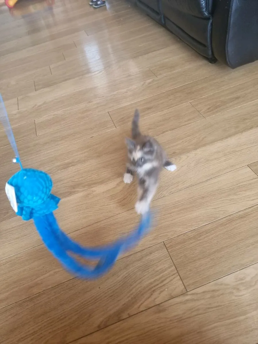 Beautiful Maine Coon kittens for sale 😍 - Image 4