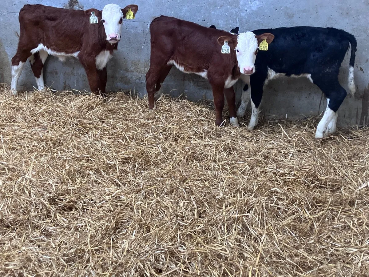 8 hereford and angus heifer calves for sale - Image 1