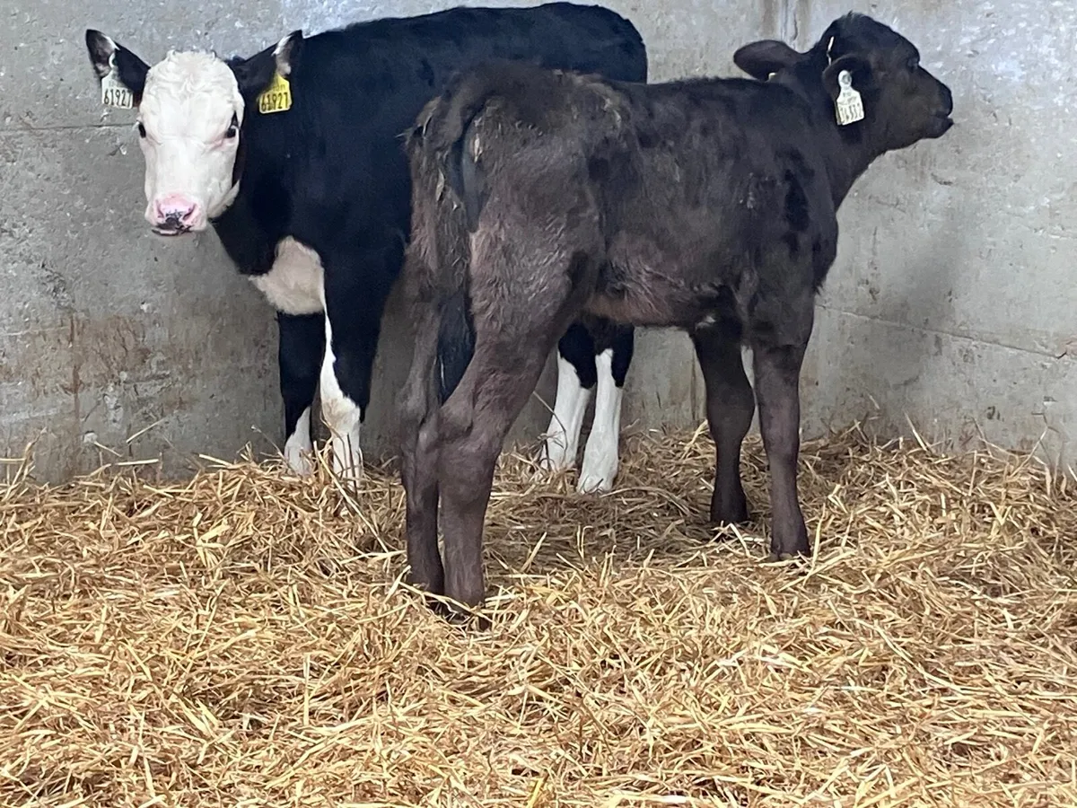 3 strong Hereford & Angus heifer calves for sale - Image 2