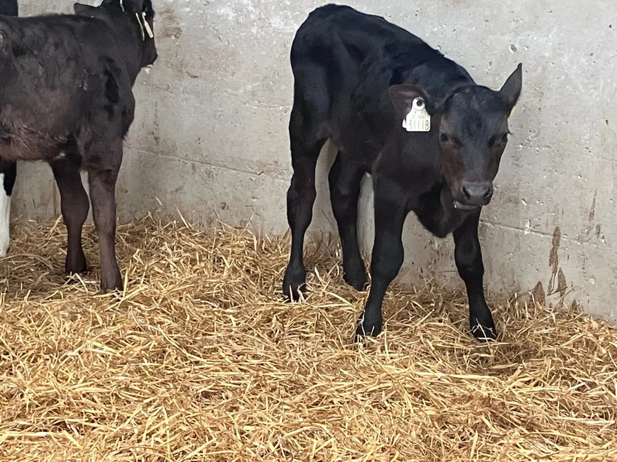 3 strong Hereford & Angus heifer calves for sale - Image 3