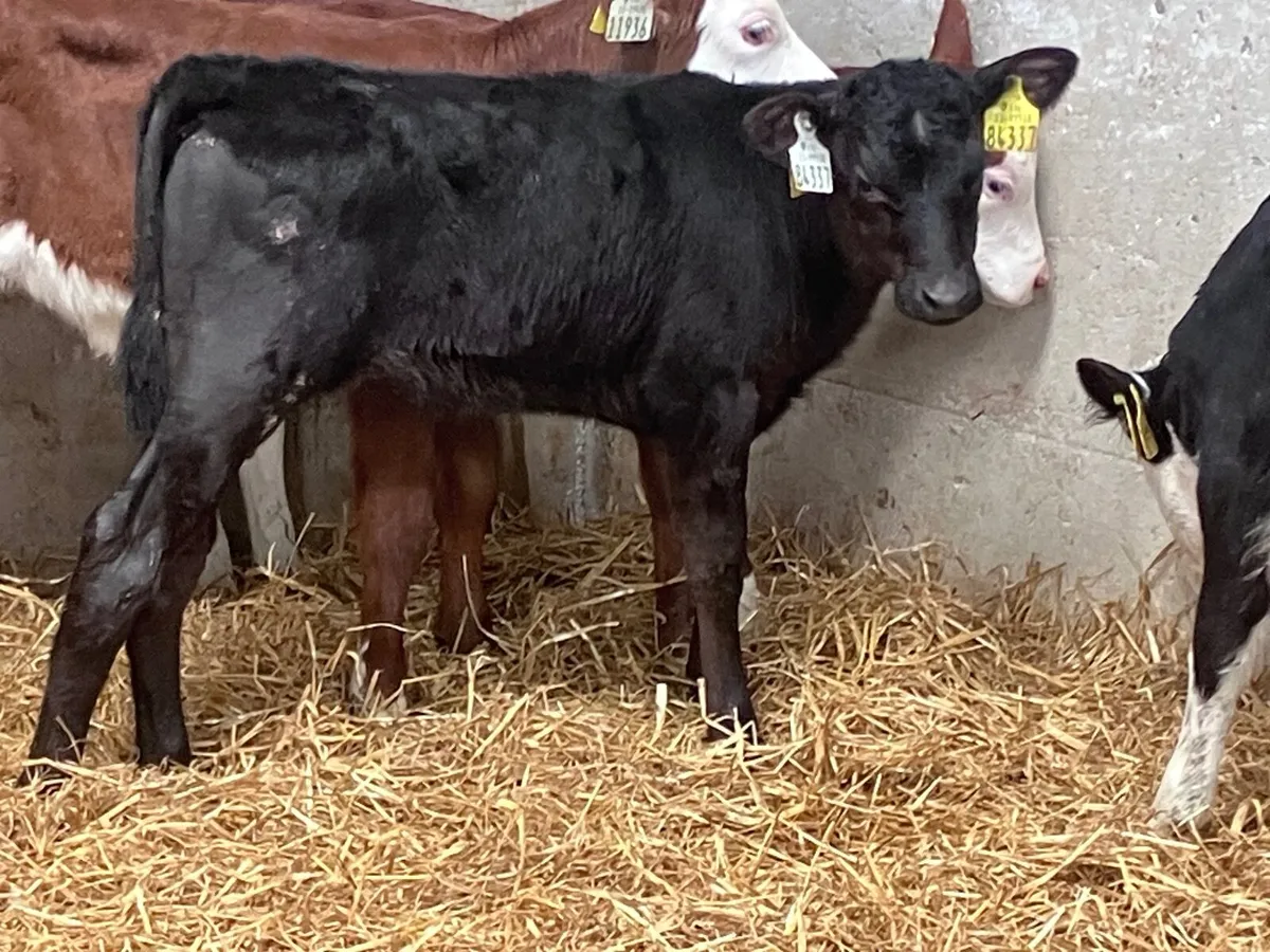 8 hereford and angus heifer calves for sale - Image 2