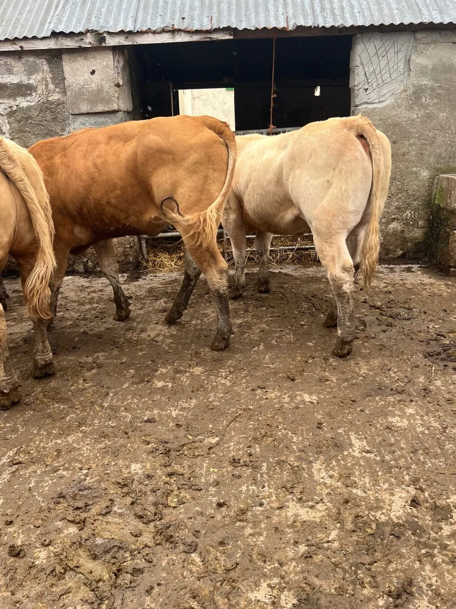 Store heifers - Image 1