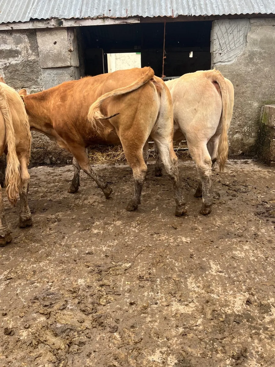 Store heifers - Image 2