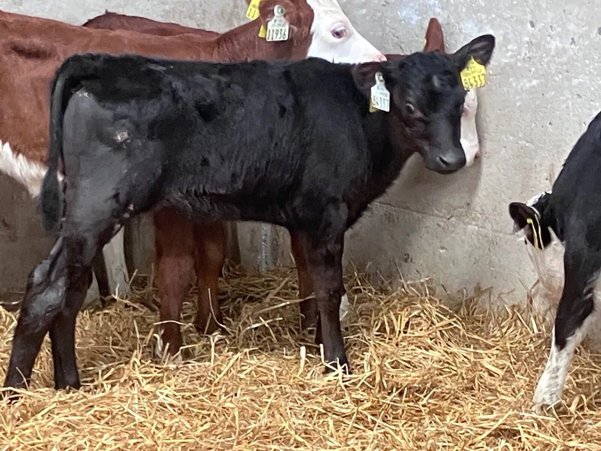 8 hereford and angus heifer calves for sale - Image 3