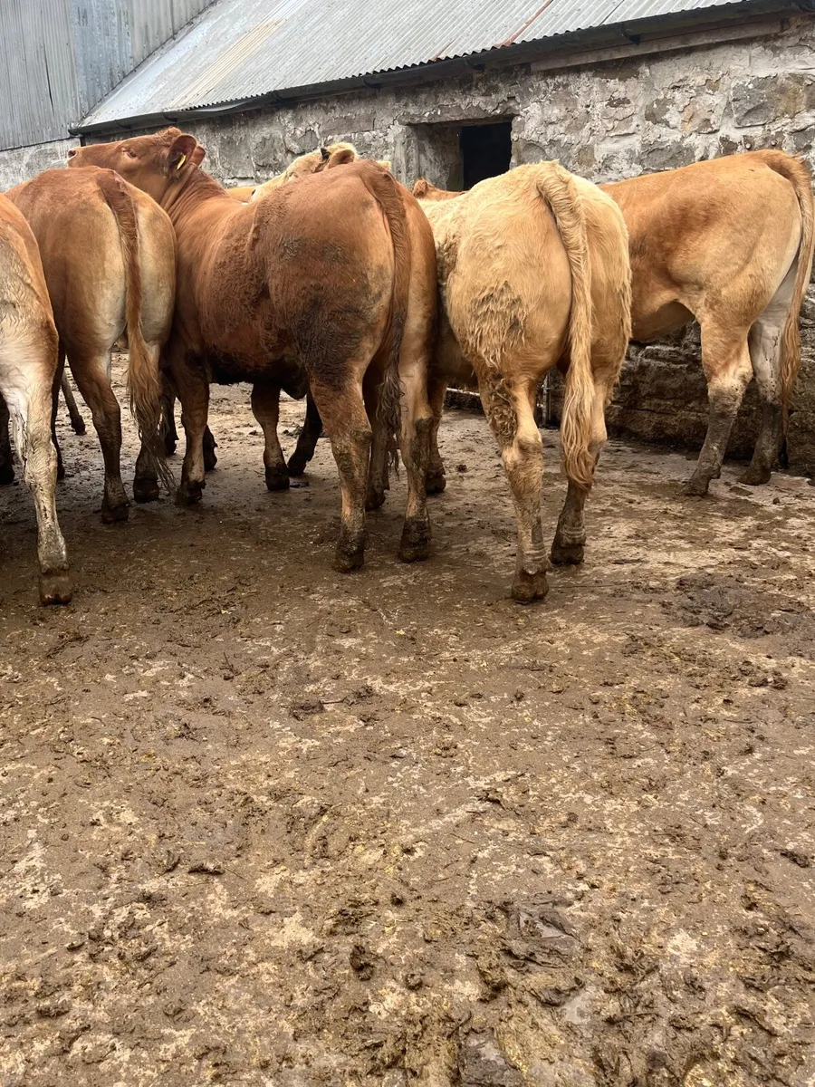 Store heifers - Image 3