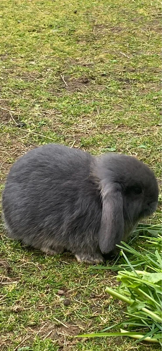 Rabbits - Image 4