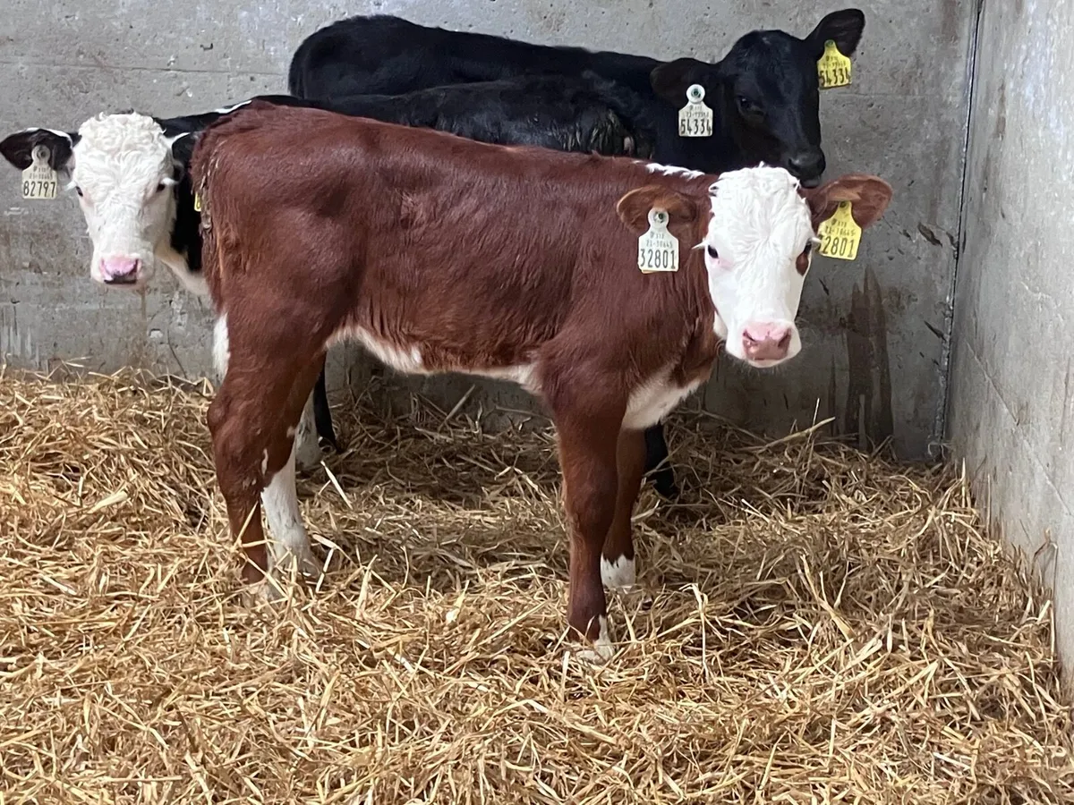 8 hereford and angus heifer calves for sale - Image 4