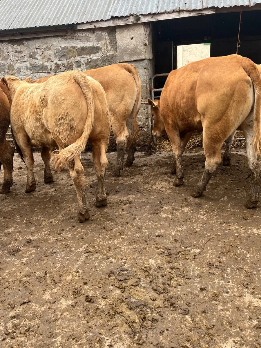 Store heifers - Image 4