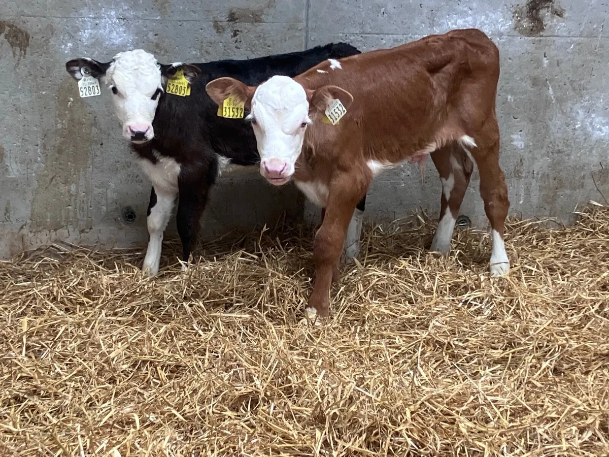 2 Hereford calves for sale - Image 1