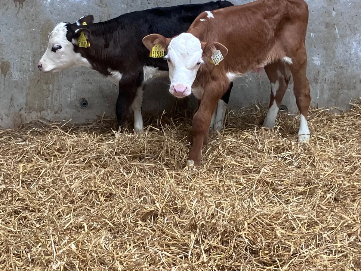 2 Hereford calves for sale - Image 2