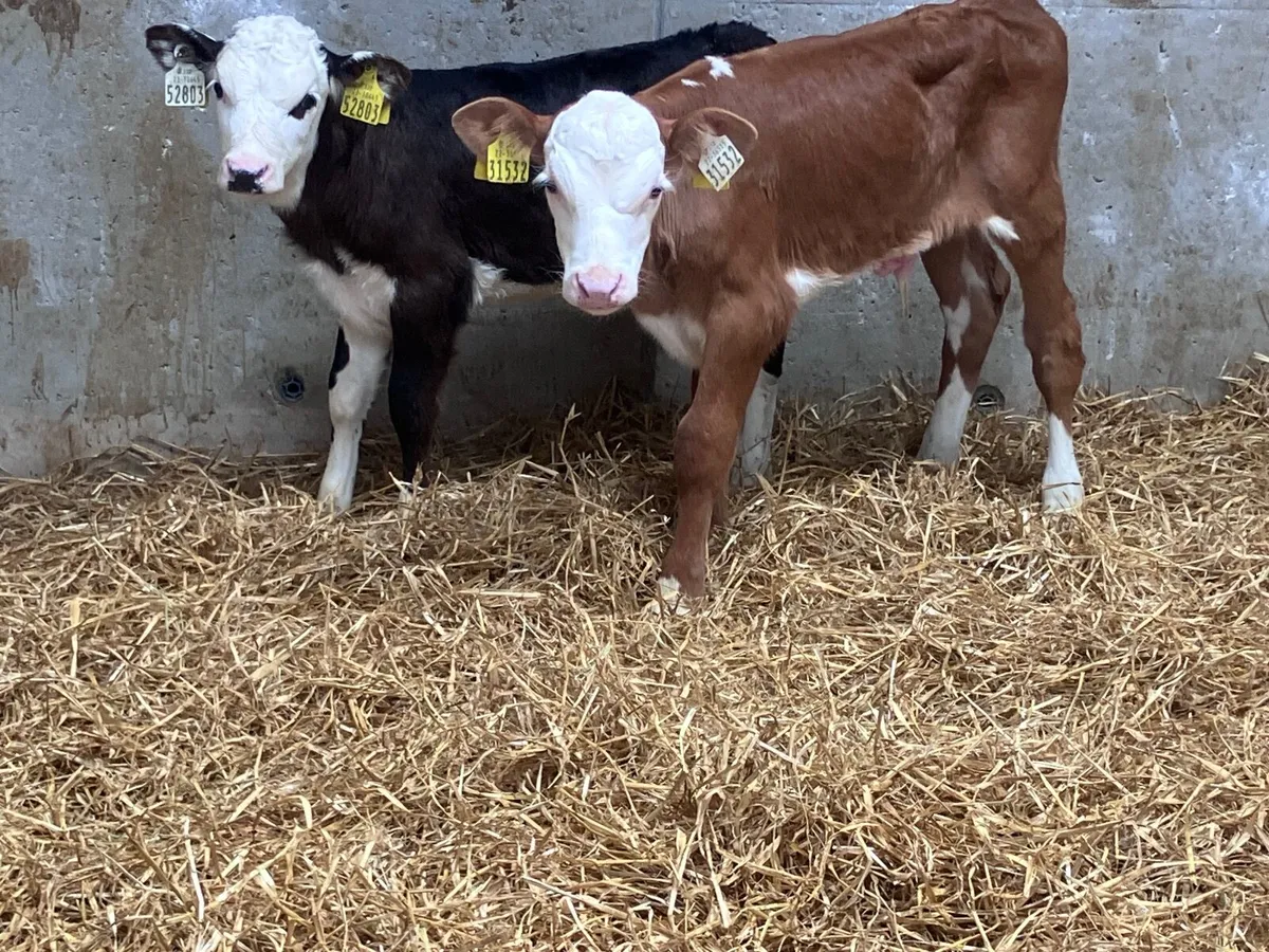 2 Hereford calves for sale - Image 3