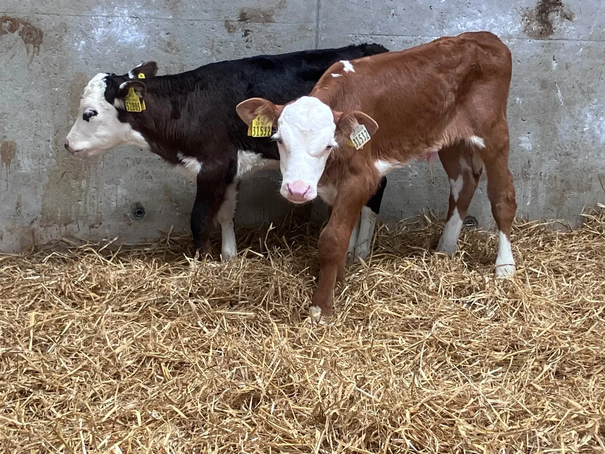 2 Hereford calves for sale - Image 4