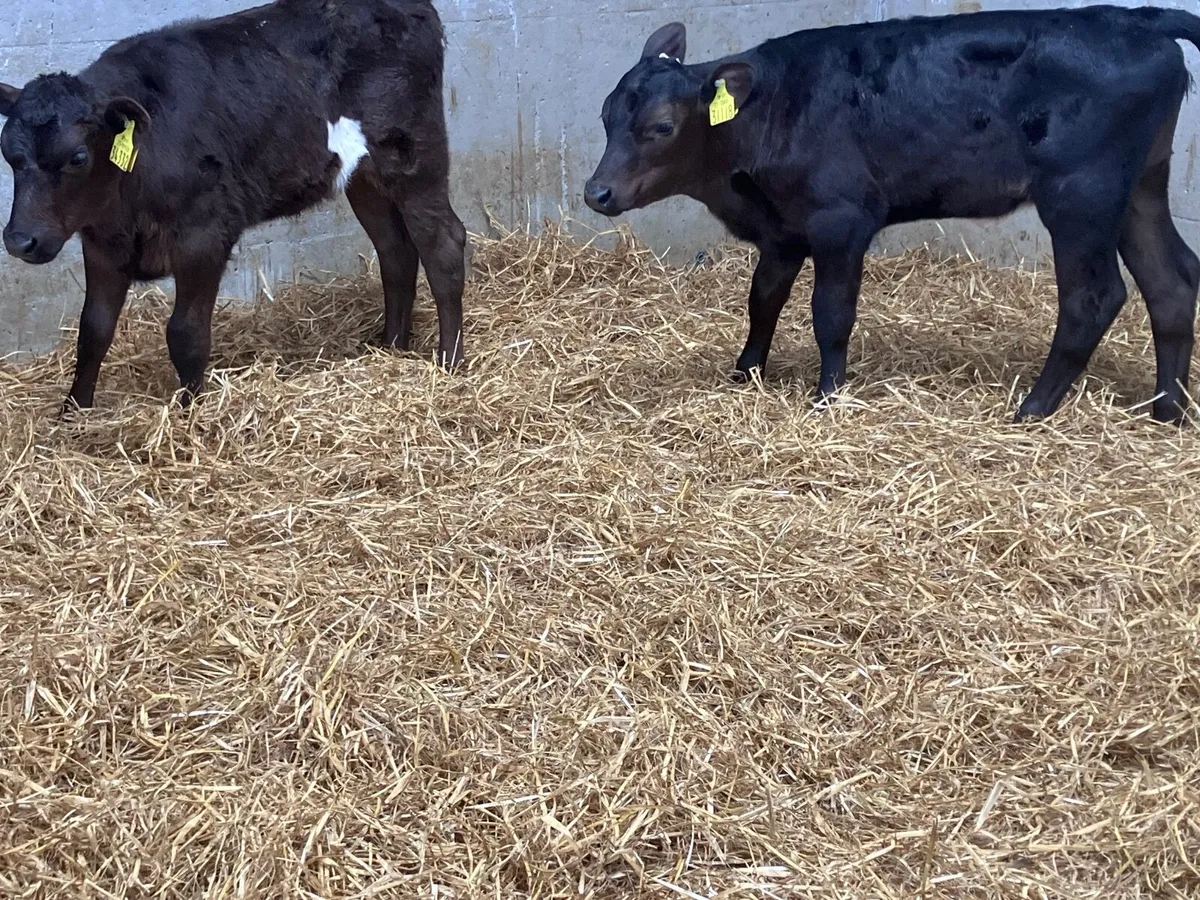 3 strong Hereford & Angus heifer calves for sale - Image 1