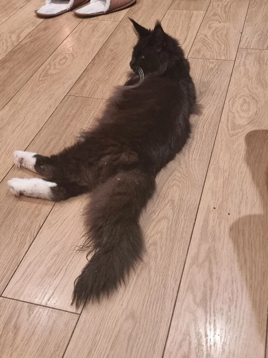 Beautiful girl available❤️ - Image 2