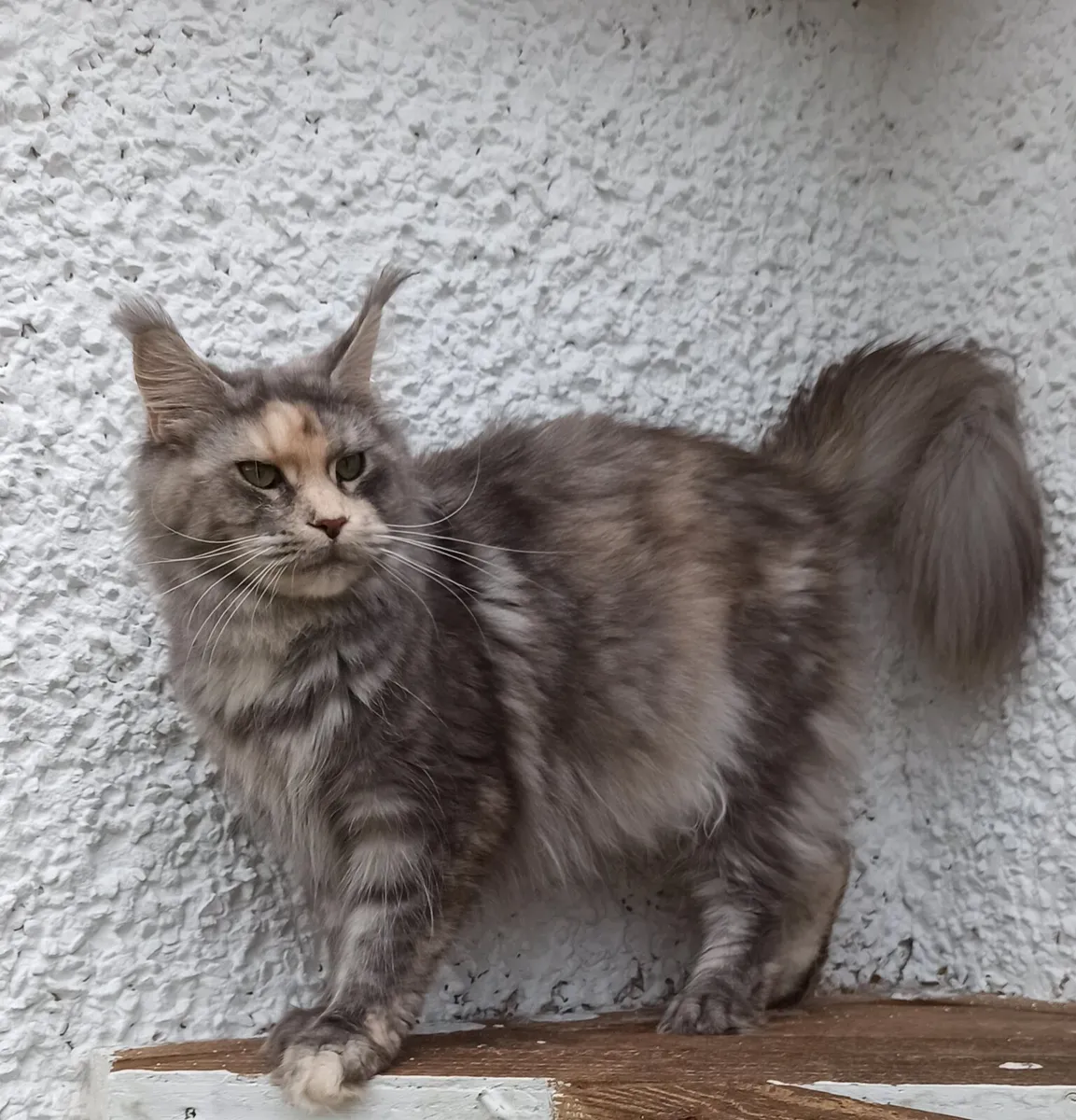Maine Coon female - Image 1