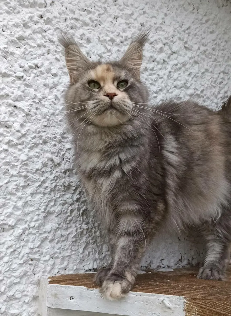 Maine Coon female - Image 4