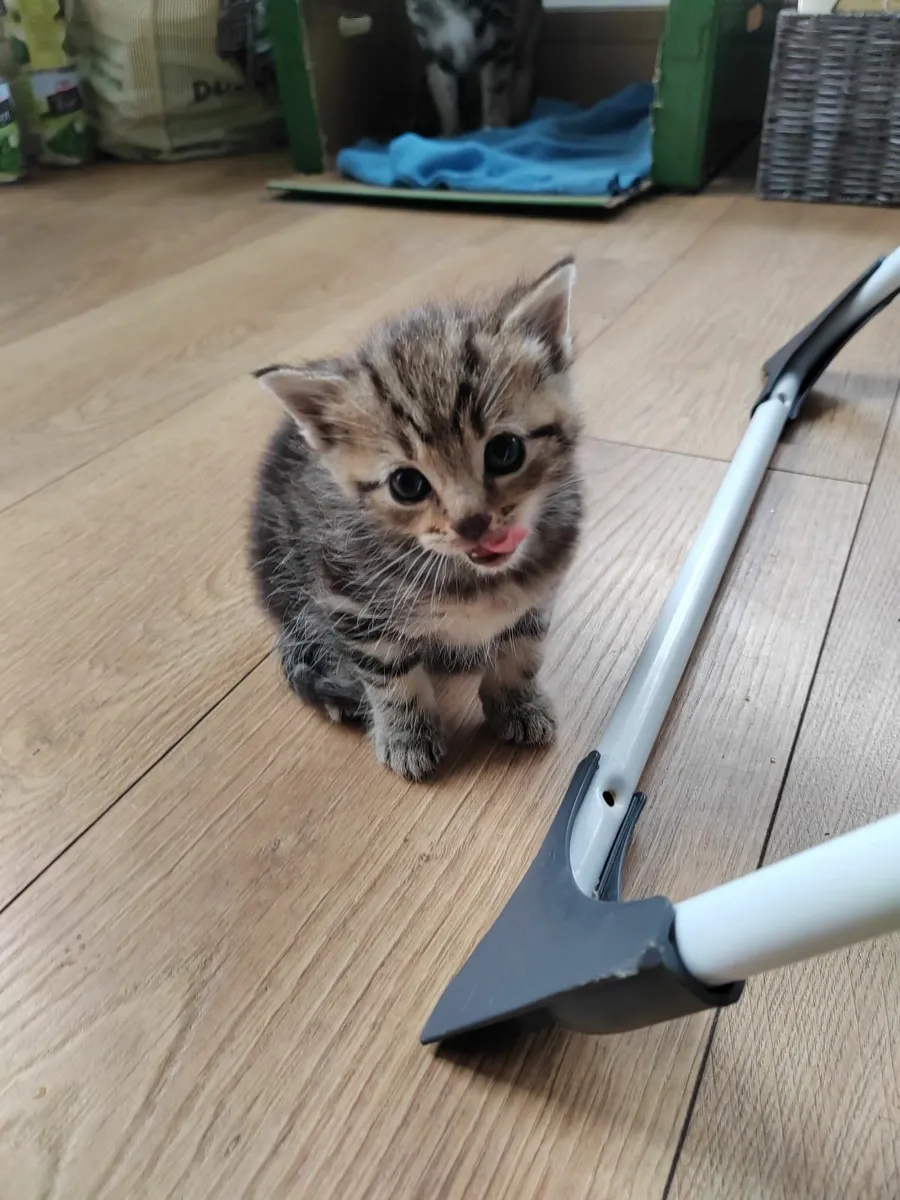 Kitten - Image 1