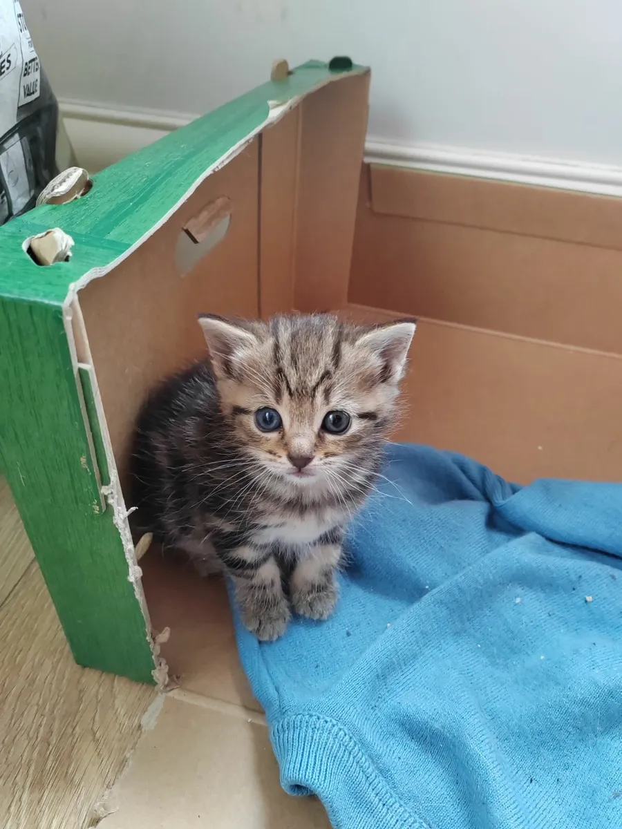 Kitten - Image 2
