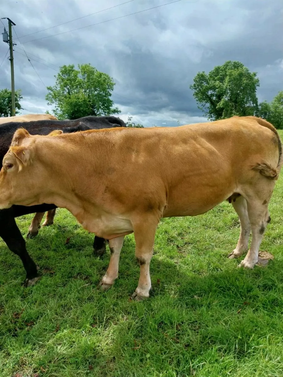 Dry cow - Image 1