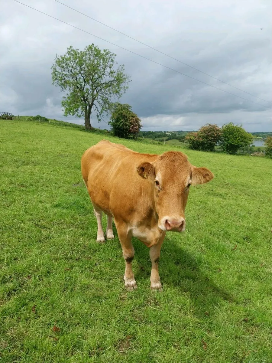 Dry cow - Image 2