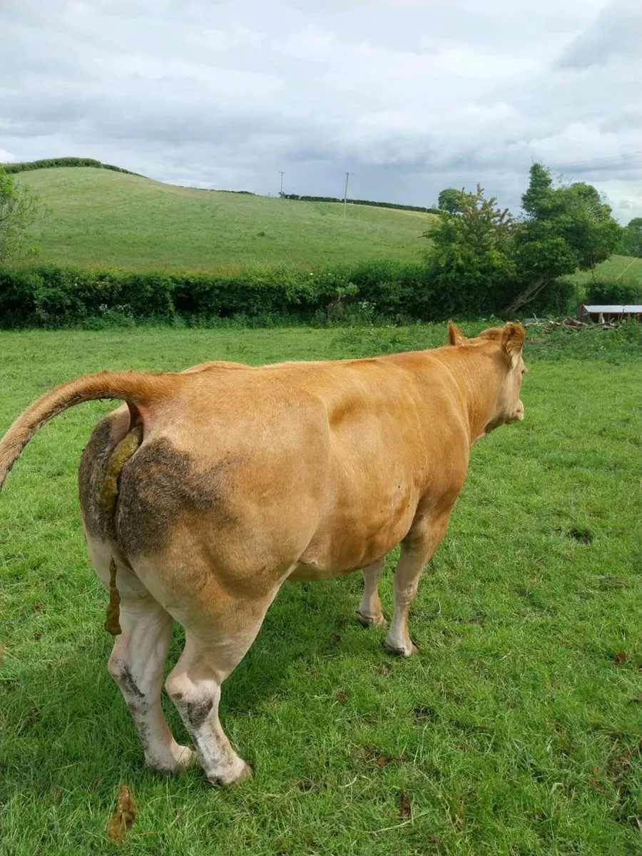 Dry cow - Image 3
