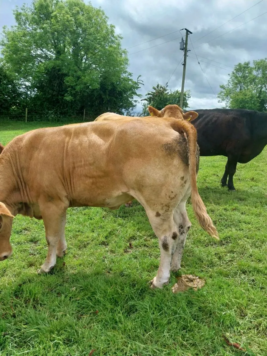 Dry cow - Image 4
