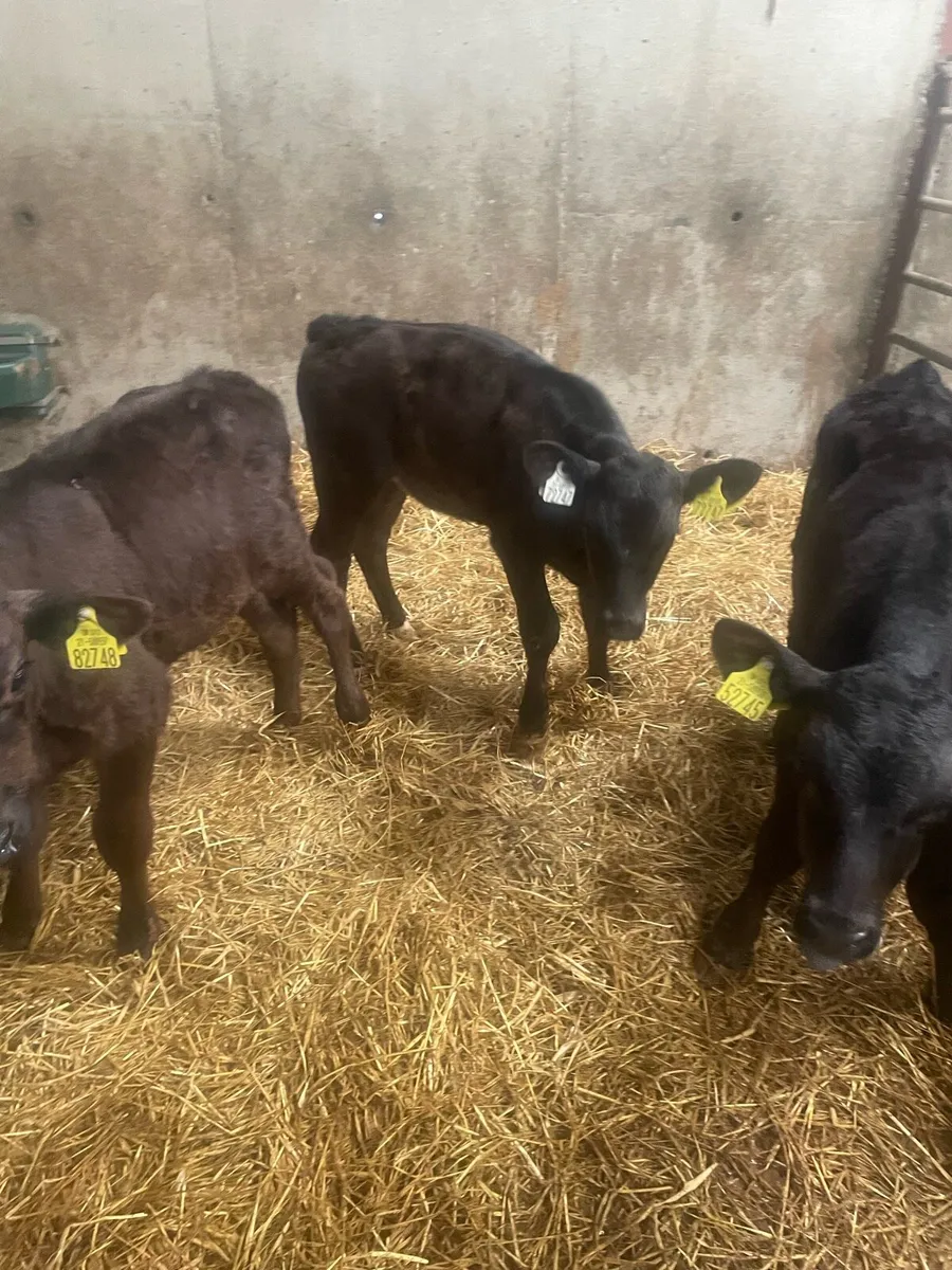 Aberdeen Angus calves - Image 1