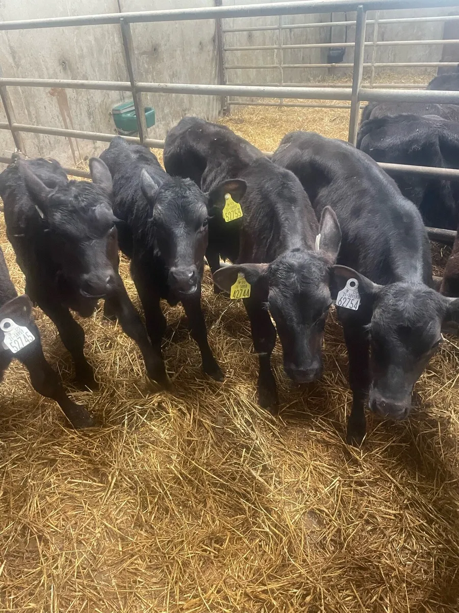 Aberdeen Angus calves - Image 2