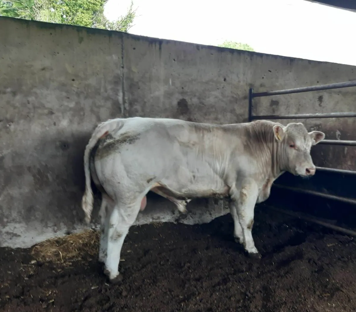 Pedigree charolais bulls - Image 1