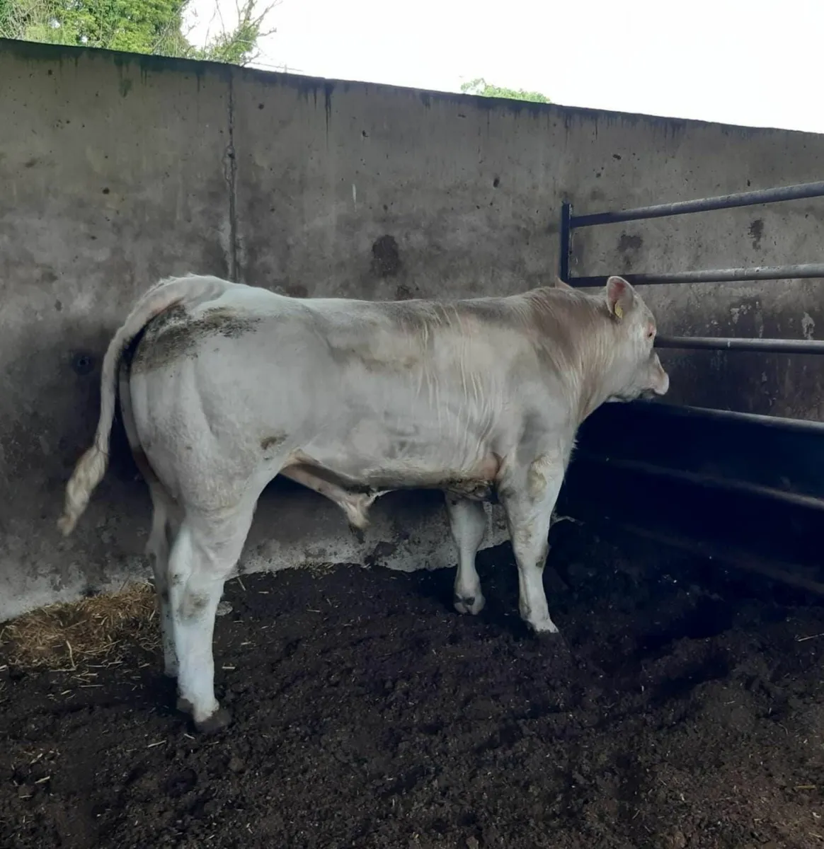 Pedigree charolais bulls - Image 2