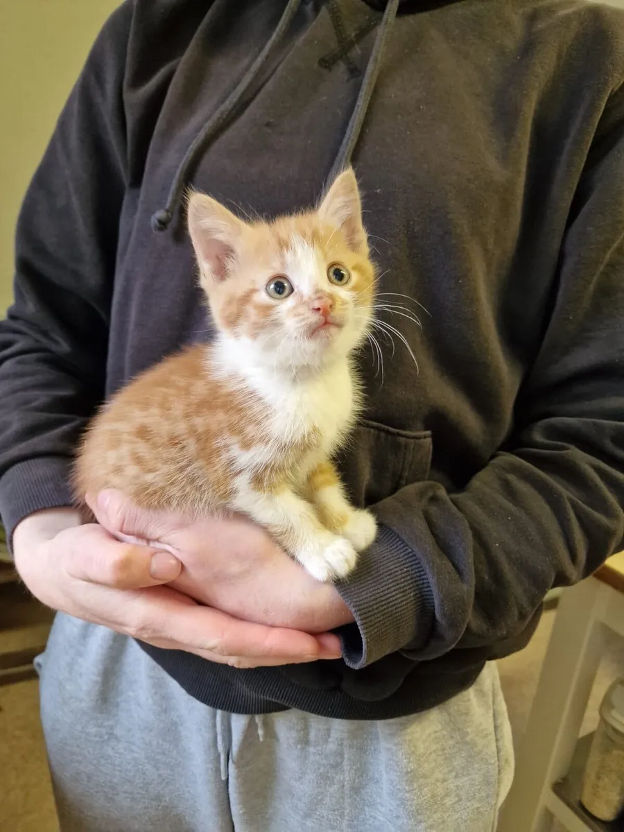 Kitten - Image 1