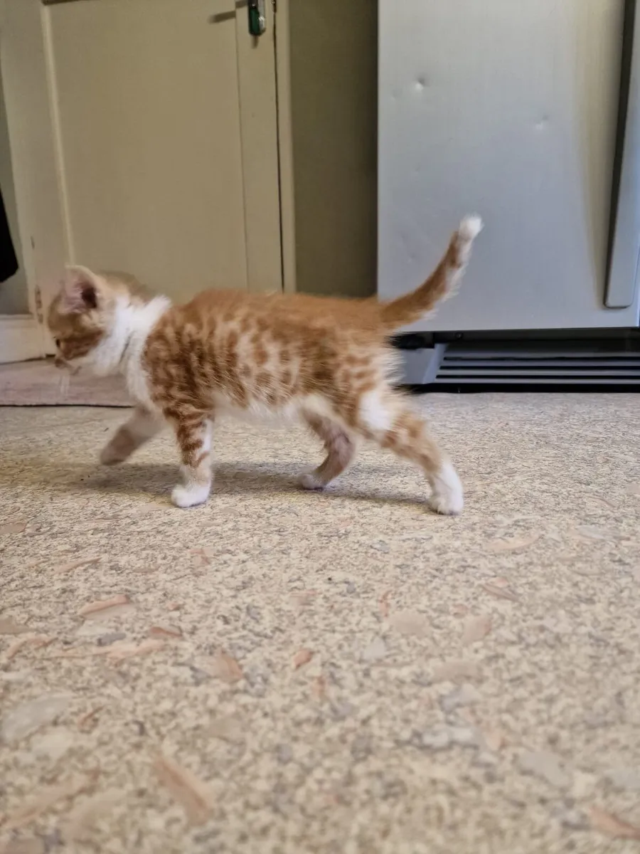 Kitten - Image 2