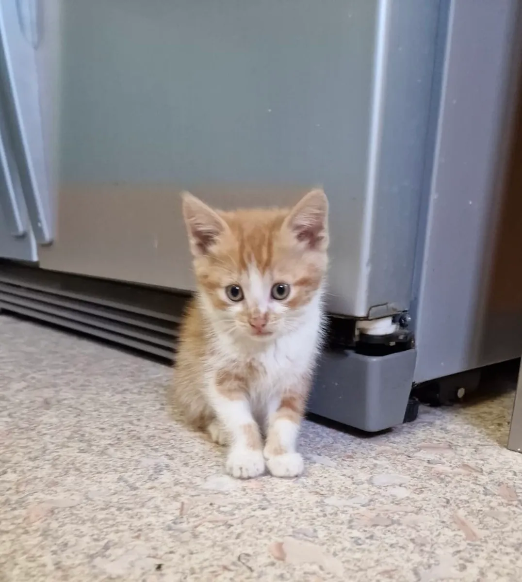 Kitten - Image 3