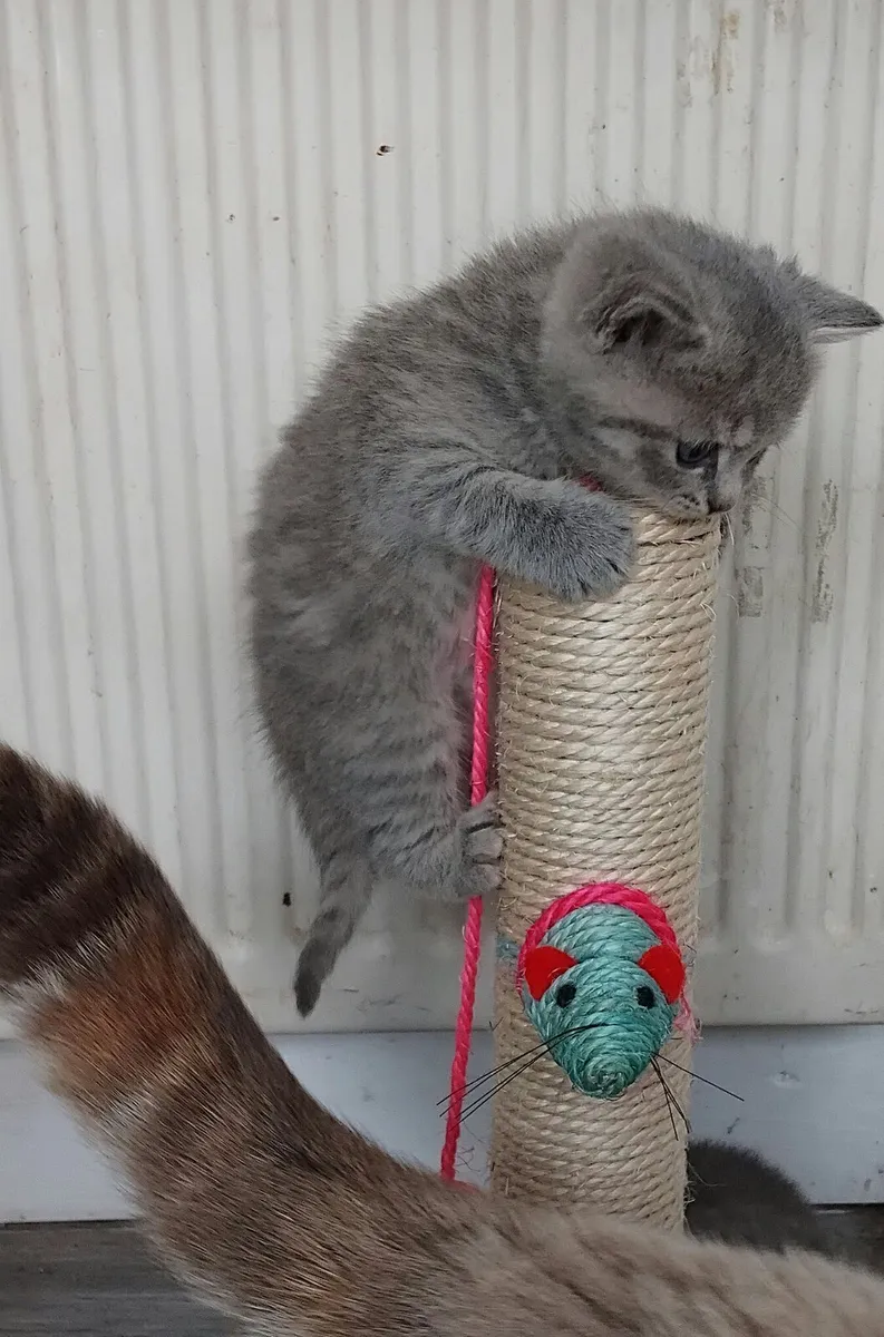 Beautiful scottish fold/straights - Image 2