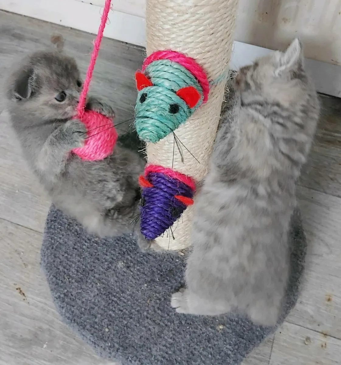 Beautiful scottish fold/straights - Image 3