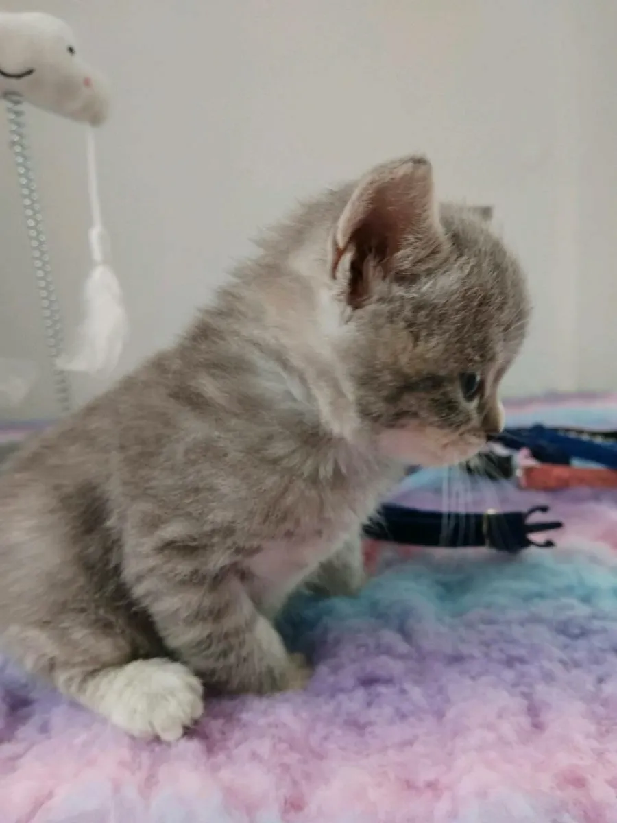 Beautiful scottish fold/straights - Image 4