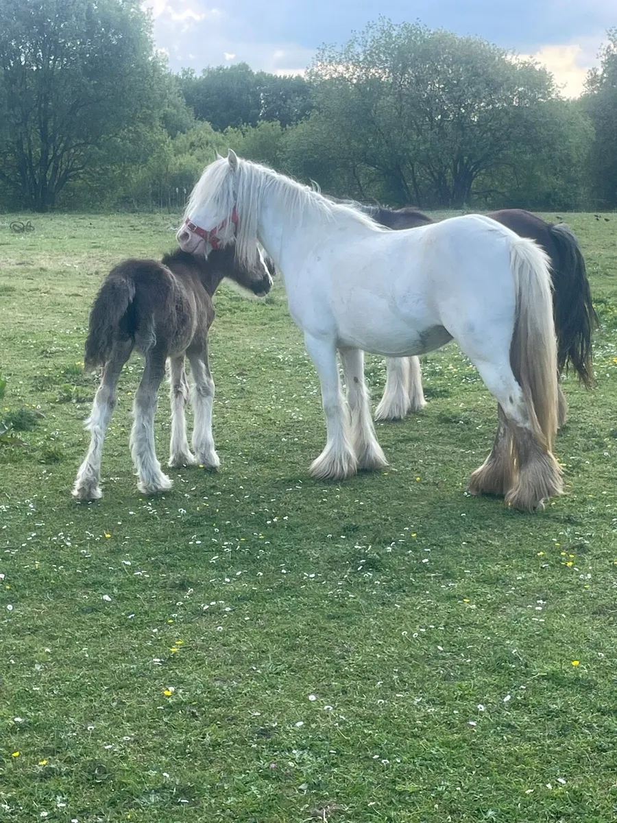 Mare and foal - Image 1