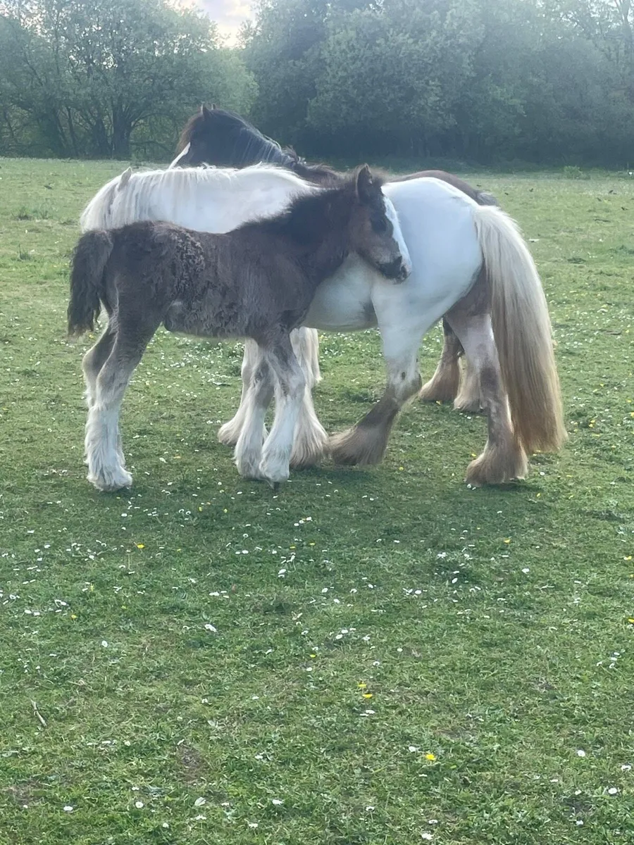 Mare and foal - Image 2