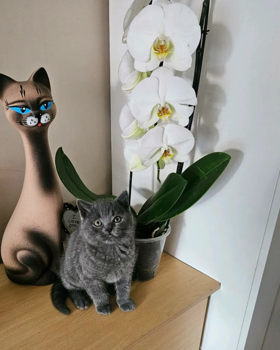 Kittens - Image 3