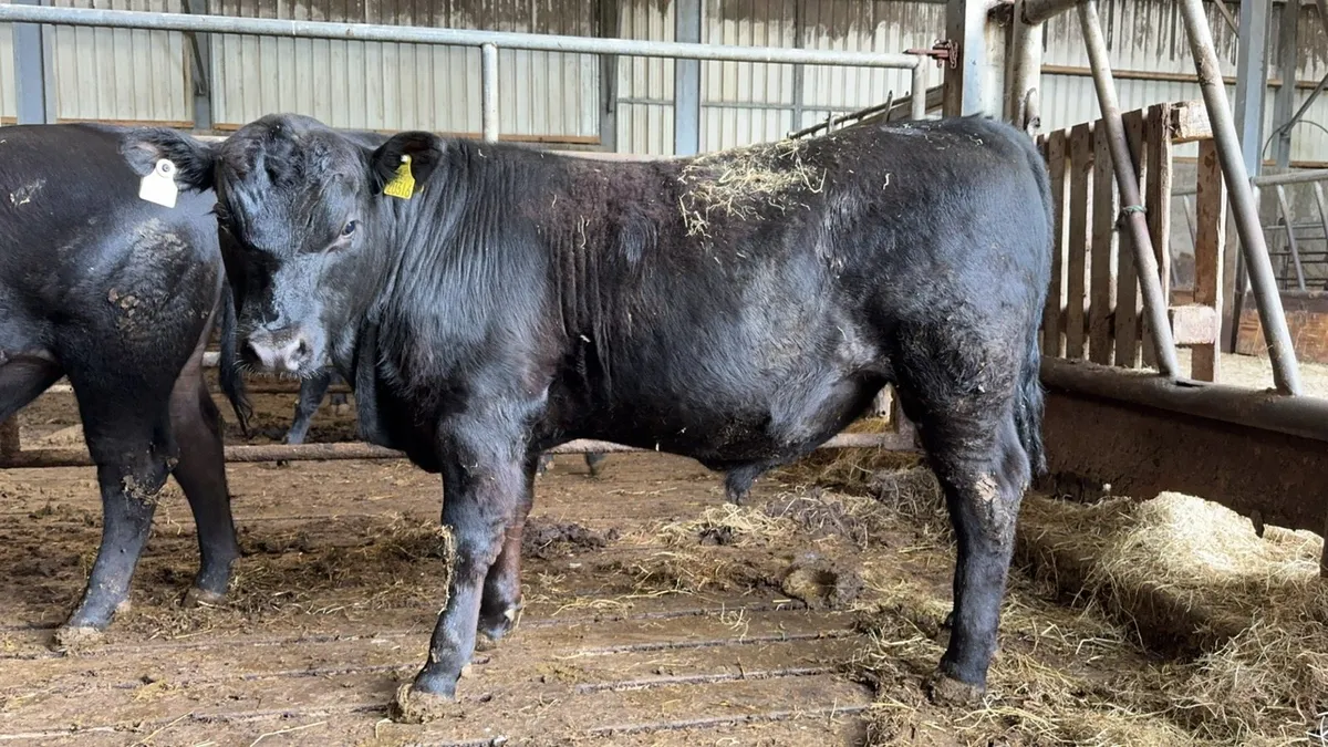 Pedigree angus bulls - Image 1