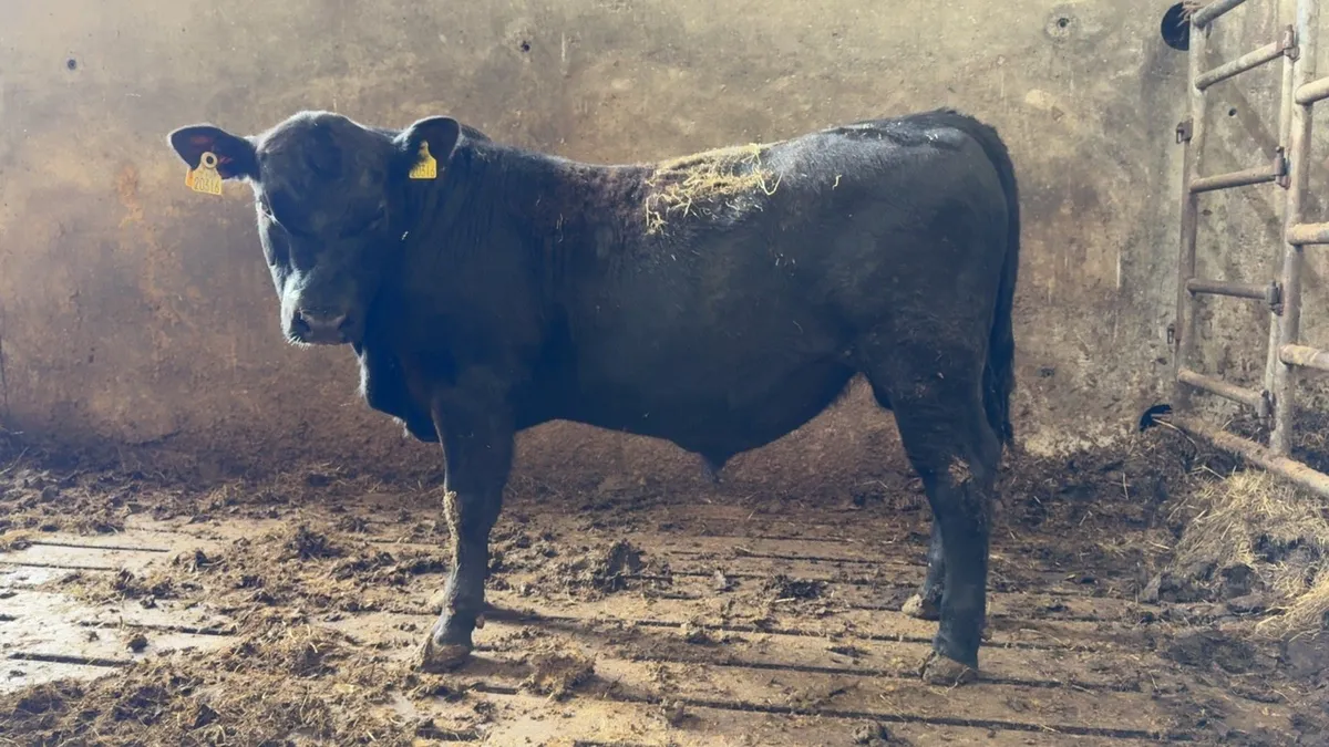 Pedigree angus bulls - Image 4
