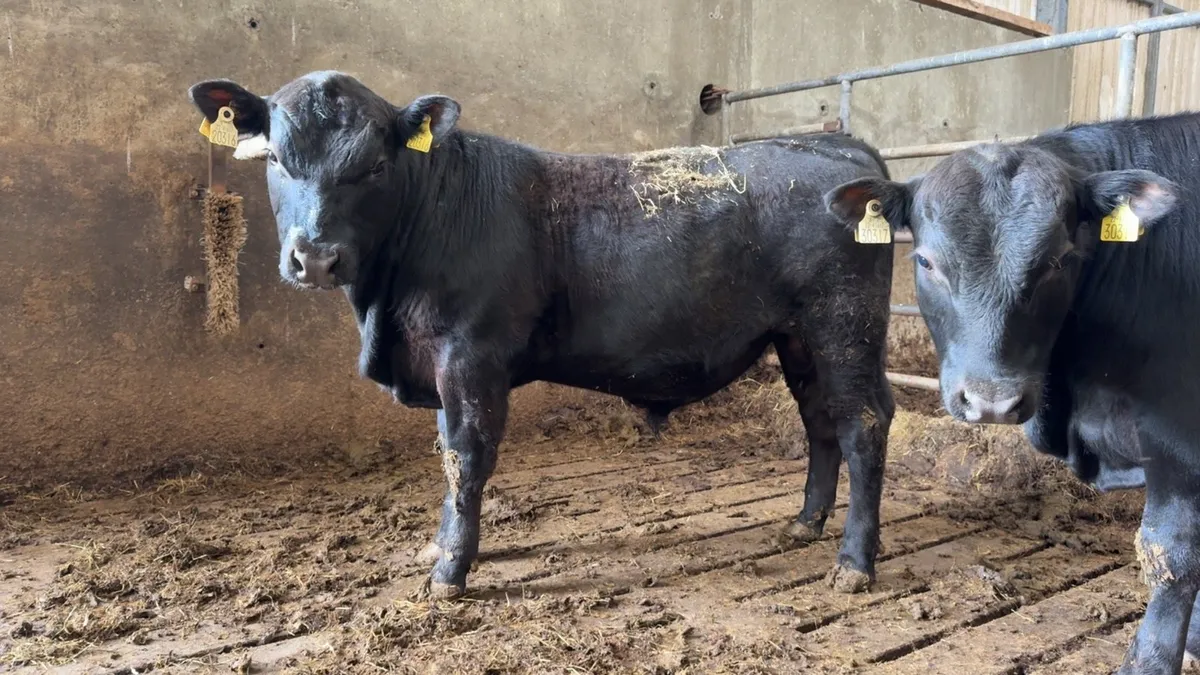 Pedigree angus bulls - Image 3