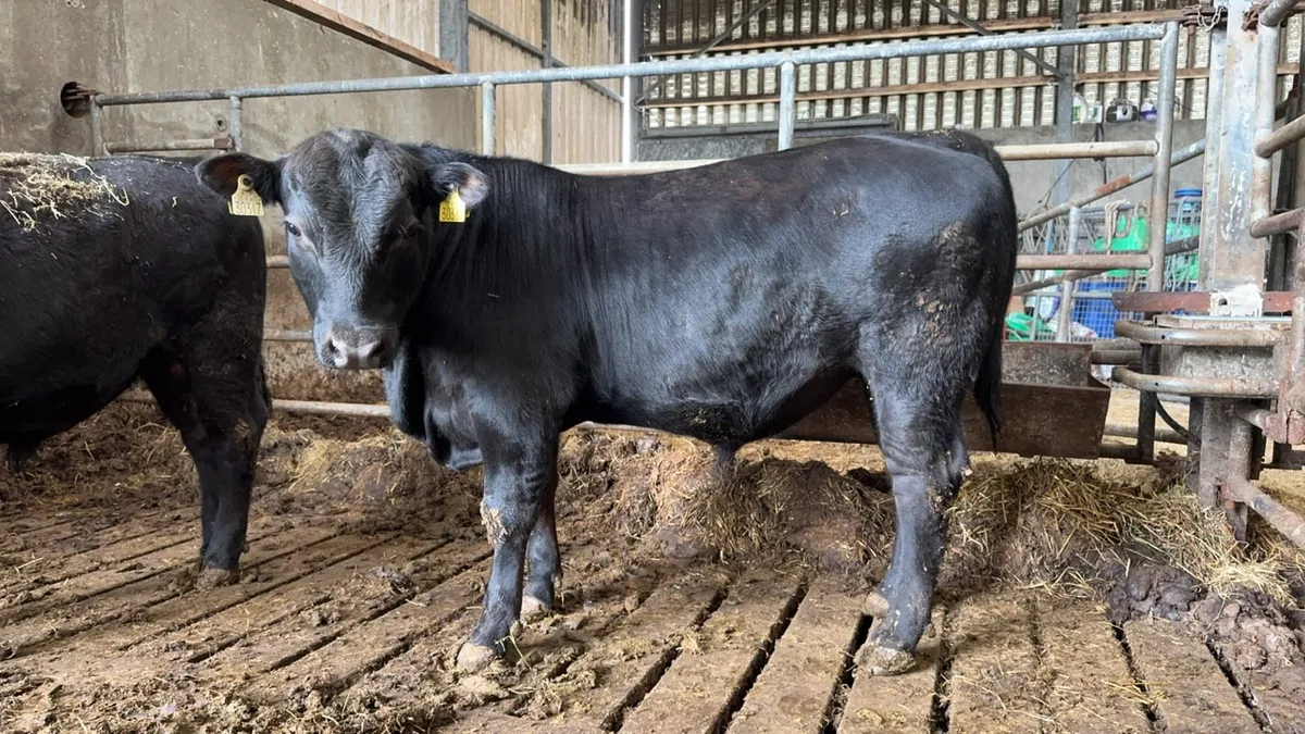 Pedigree angus bulls - Image 4