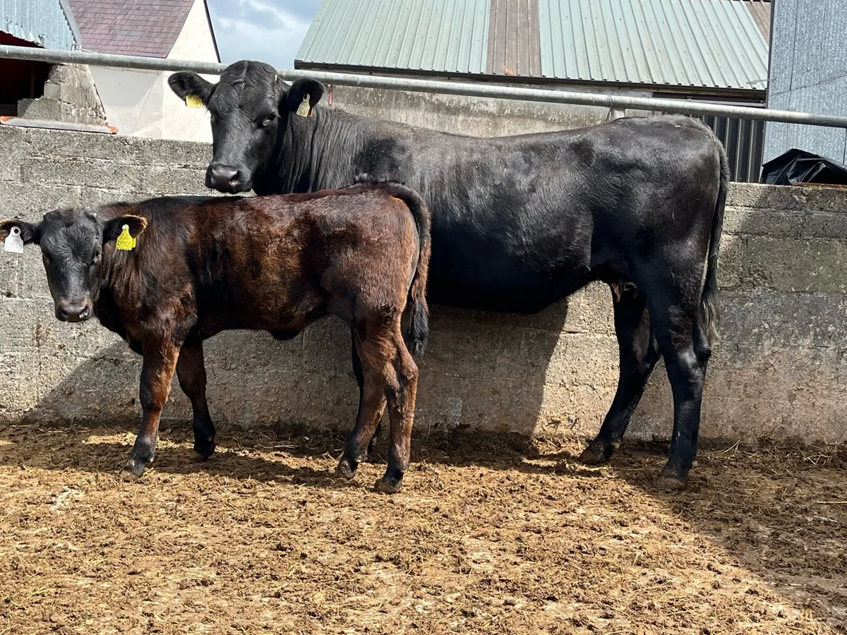 Cow and Calf - Image 1