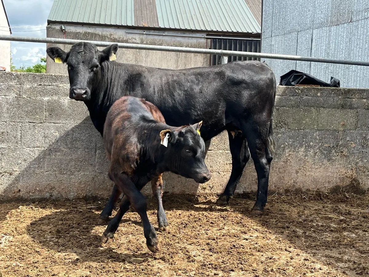 Cow and Calf - Image 2