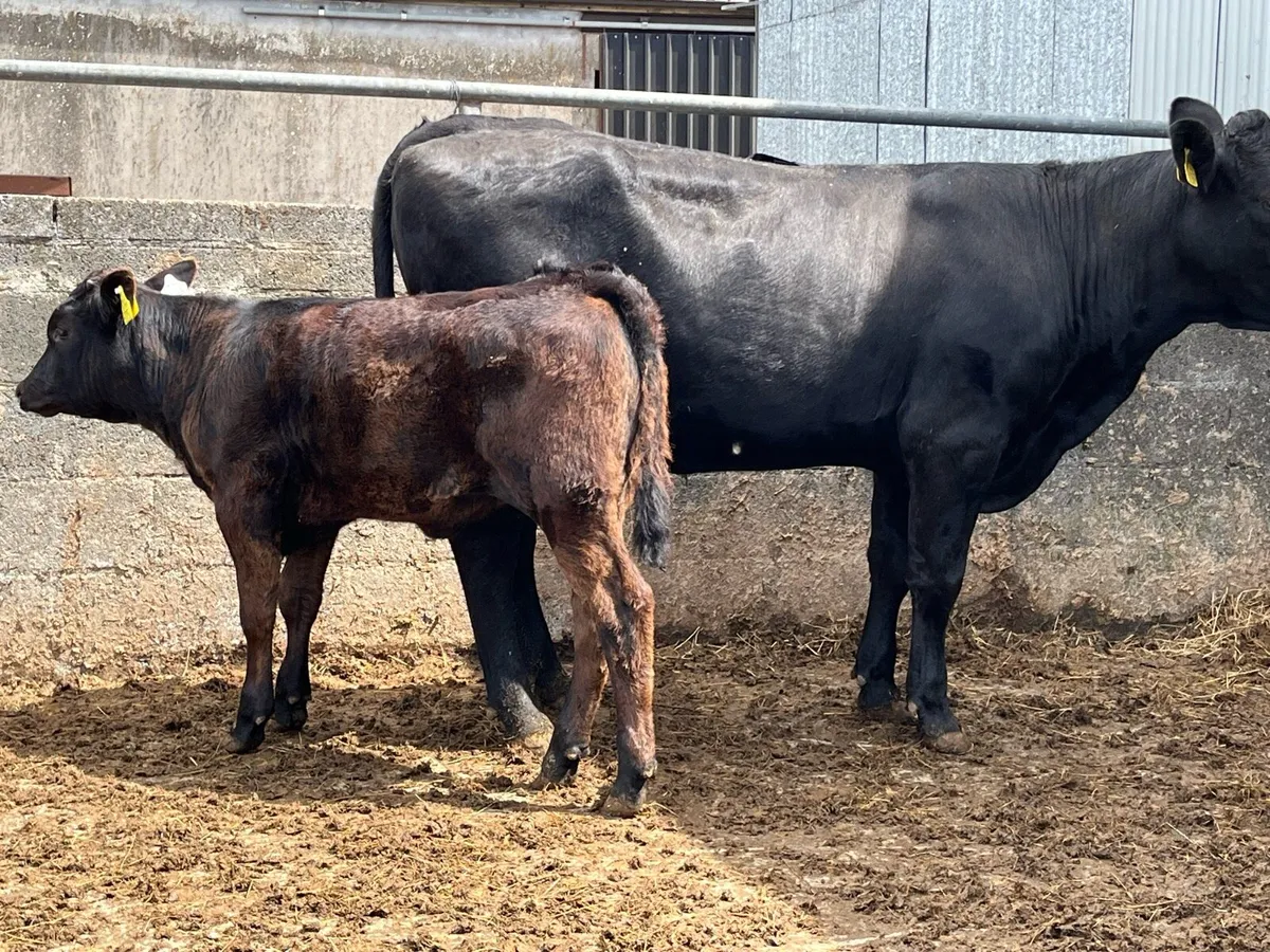 Cow and Calf - Image 3