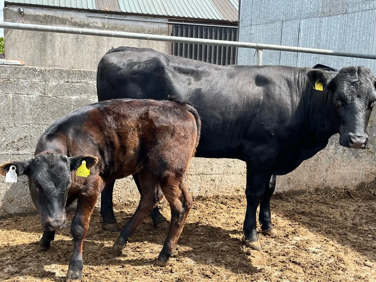 Cow and Calf - Image 4