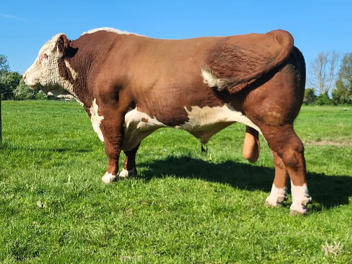 Livestock - Image 1